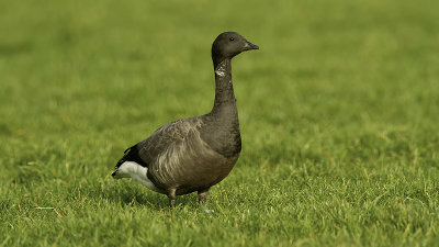 Brent Goose / Rotgans
