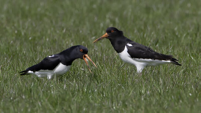 Eurasian Oystercatcher / Scholekster