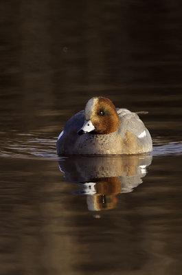 Eurasian Wigeon / Smient