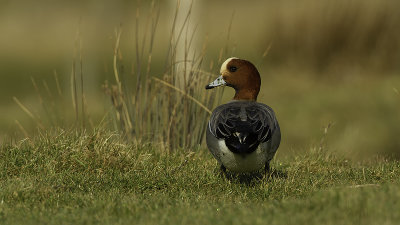 Eurasian Wigeon / Smient