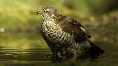 Eurasian sparrowhawk / Sperwer