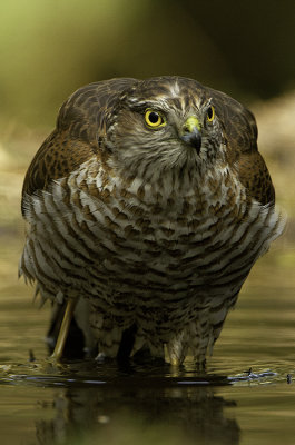 Eurasian Sparrowhawk - Sperwer 3.jpg