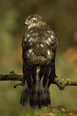 Eurasian Sparrowhawk - Sperwer 4.jpg