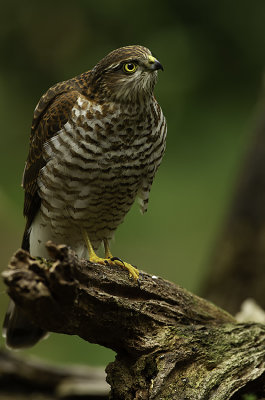 Eurasian Sparrowhawk - Sperwer 6.jpg