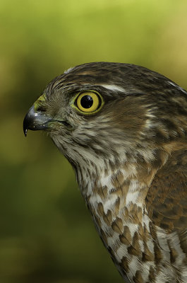 Eurasian Sparrowhawk - Sperwer.jpg