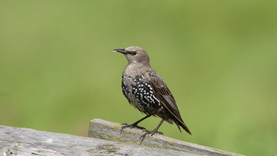 Common Starling / Spreeuw