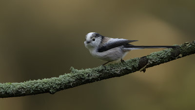 Long-tailed Tit / Staartmees