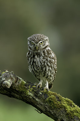 Little Owl / Steenuil