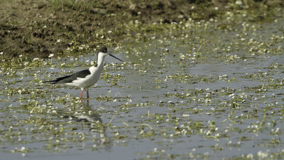 Black-winged Stilt / Steltkluut