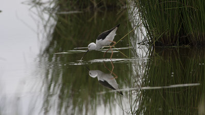 Black-winged Stilt / Steltkluut