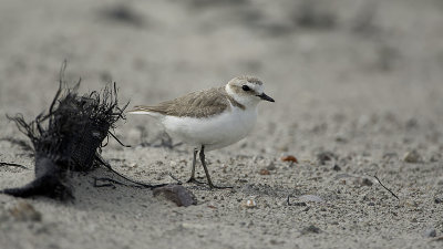 Kentish Plover / Strandplevier
