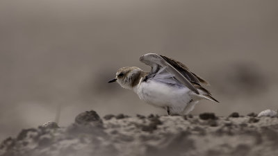 Kentish Plover / Strandplevier