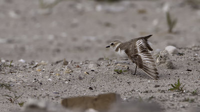 Kentish Plover / Strandplevier