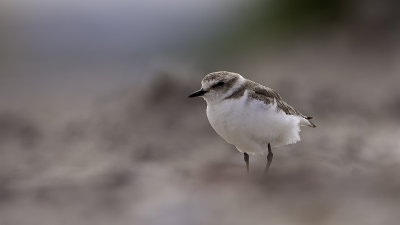 Kentish Plover / Strandplevier