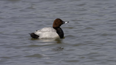 Common Pochard / Tafeleend