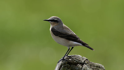 Tapuit / Northern Wheatear