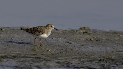 Temminck's Stint / Temmincks Strandloper