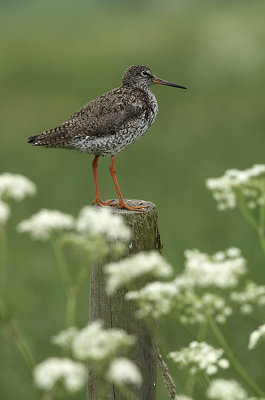 Common Redshank / Tureluur