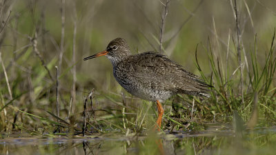 Common Redshank / Tureluur