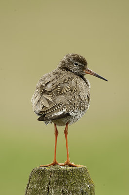 Common Redshank / Tureluur