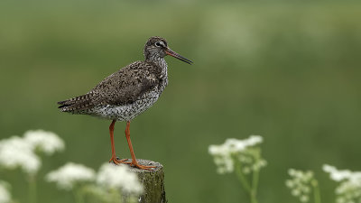 Common Redshank / Tureluur