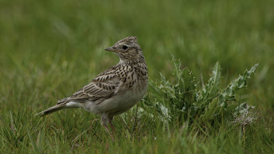 Eurasian Skylark / Veldleeuwerik