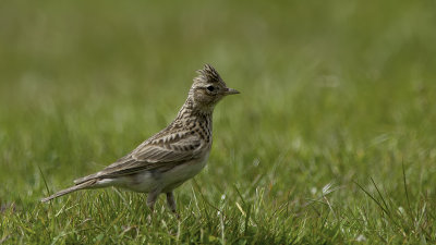 Eurasian Skylark / Veldleeuwerik