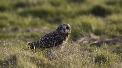 Velduil / Short-eared owl