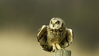 Velduil / Short-eared owl