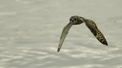 Velduil / Short-eared owl