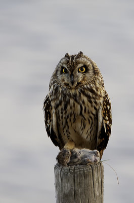 Velduil / Short-eared owl