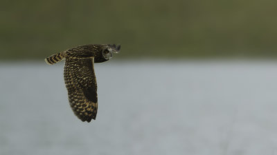 Velduil / Short-eared owl