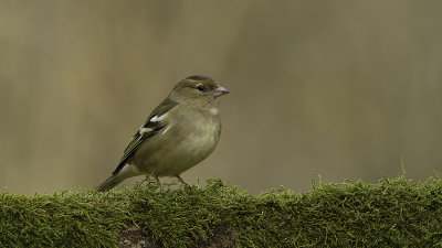 Common Chaffinch / Vink
