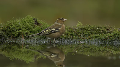 Common Chaffinch / Vink