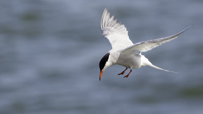 Common Tern / Visdief