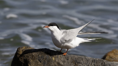 Common Tern / Visdief