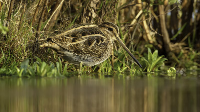 Common Snipe / Watersnip