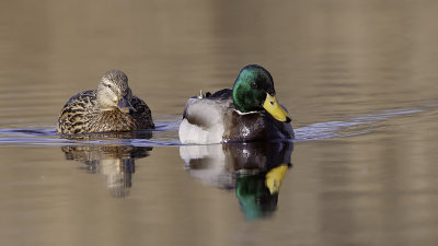 Mallard / Wilde Eend