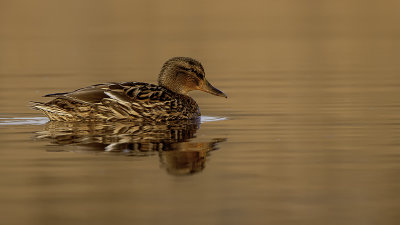 Mallard / Wilde Eend