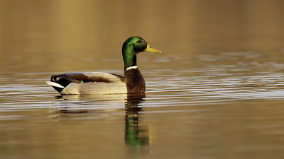 Mallard / Wilde Eend