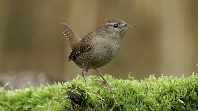 Winterkoning / Eurasian Wren
