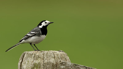 White Wagtail / Witte Kwikstaart