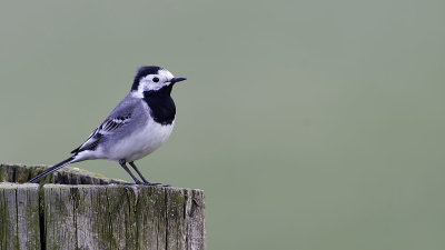 White Wagtail / Witte Kwikstaart