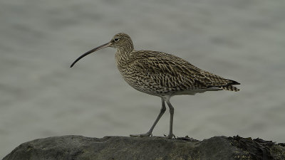 Eurasian Curlew / Wulp