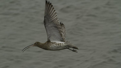 Eurasian Curlew / Wulp