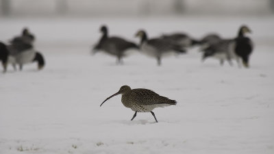 Eurasian Curlew / Wulp