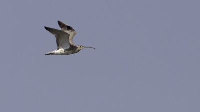 Eurasian Curlew / Wulp