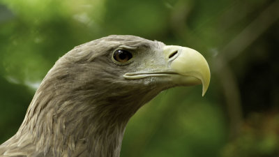 White-tailed Eagle / Zeearend