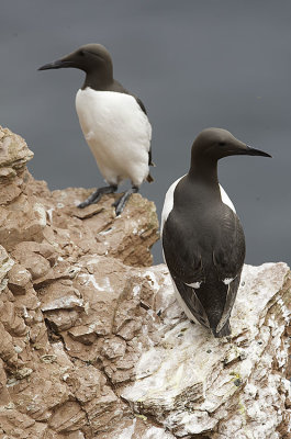 Common Guillemot / Zeekoet 