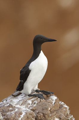 Common Guillemot / Zeekoet 